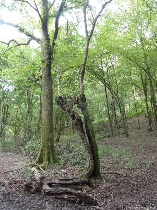 Tree close to Hermeton Gochene in DOISCHE / BELGIUM 