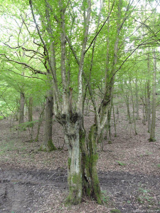 Arbre prs de l'Hermeton Gochene  DOISCHE / BELGIQUE 