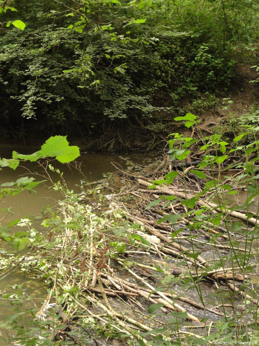 Beaver Dam Gochene in DOISCHE / BELGIUM 