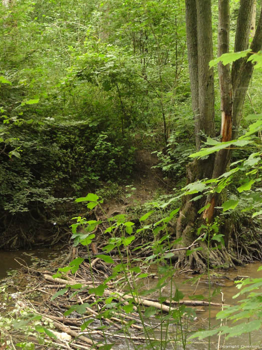 Beaver Dam Gochene in DOISCHE / BELGIUM 