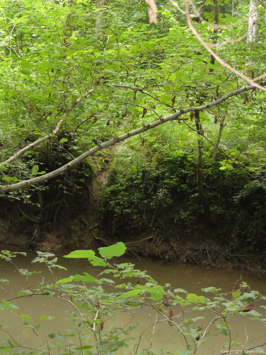 Beaver Dam Gochene in DOISCHE / BELGIUM 