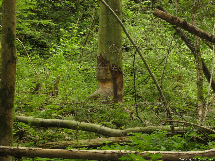 Beaver Dam Gochene in DOISCHE / BELGIUM 