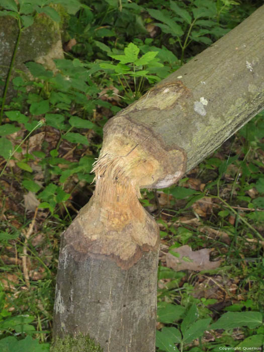 Beaver Dam Gochene in DOISCHE / BELGIUM 