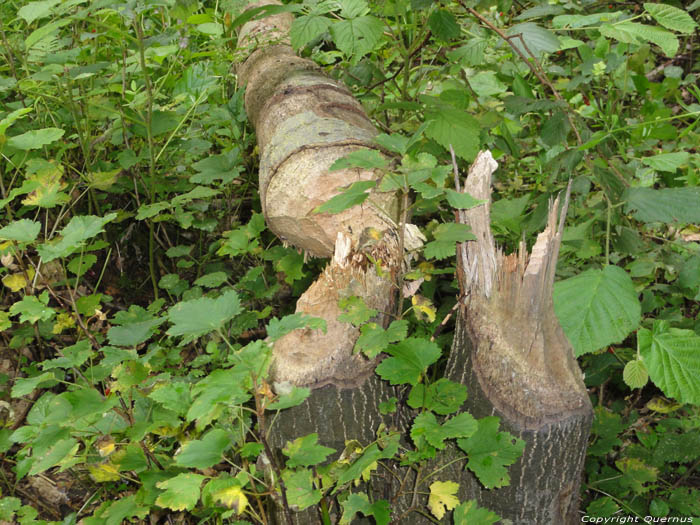 Beaver Dam Gochene in DOISCHE / BELGIUM 