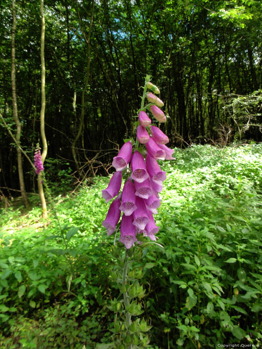 Foxglove flowers Gochene in DOISCHE / BELGIUM 