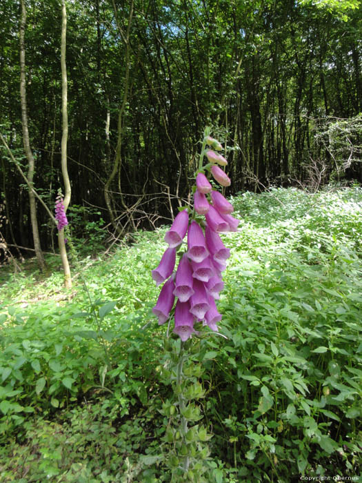 Fleurs Foxglove Gochene  DOISCHE / BELGIQUE 