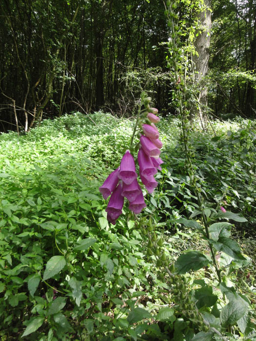 Fleurs Foxglove Gochene  DOISCHE / BELGIQUE 