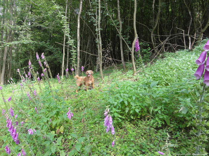 Foxglove flowers Gochene in DOISCHE / BELGIUM 