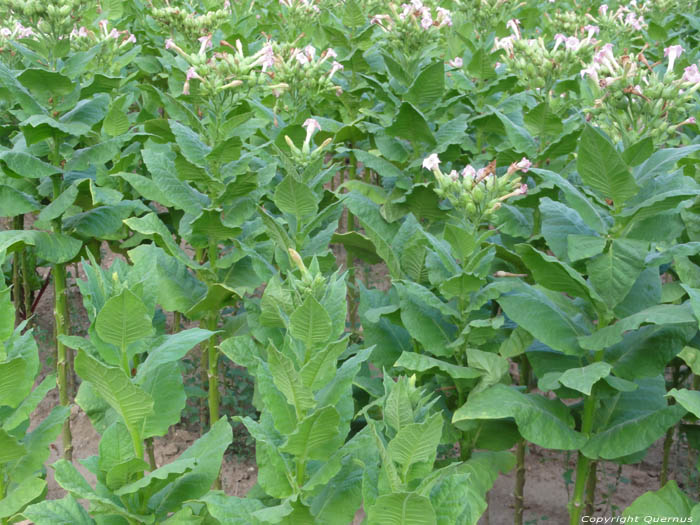 Plantes de Tabac Yurukovo / Bulgarie 