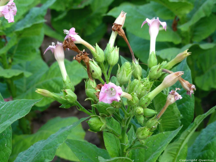 Plantes de Tabac Yurukovo / Bulgarie 