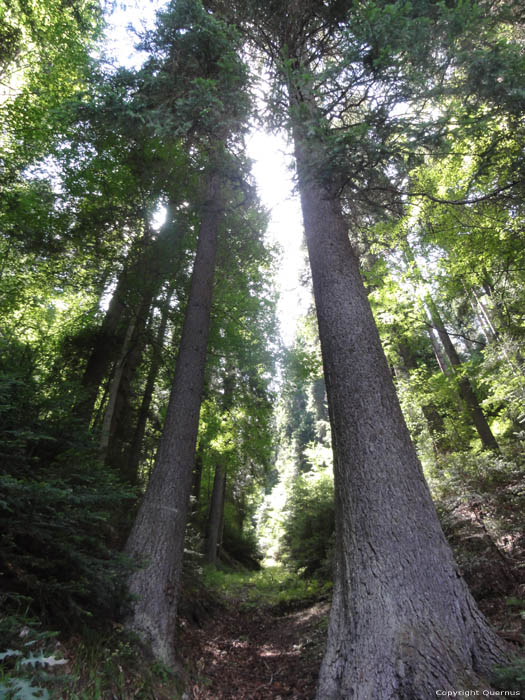 Forrest View Pashovi / Bulgaria 