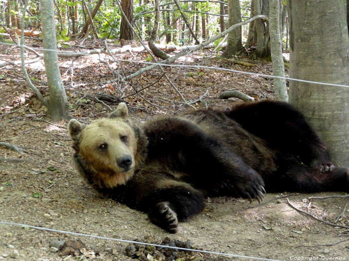 Refuge for Dancing Bears Belitsa / Bulgaria 