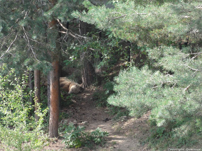 Refuge for Dancing Bears Belitsa / Bulgaria 