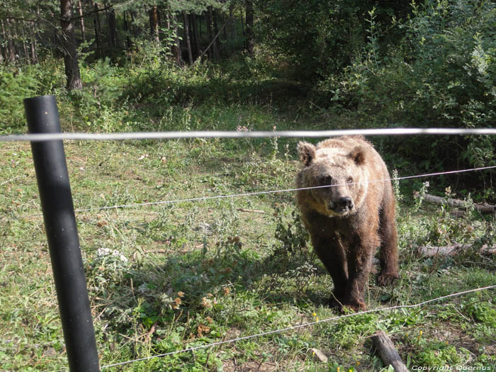 Aziel voor Dansende Beren Belitsa / Bulgarije 