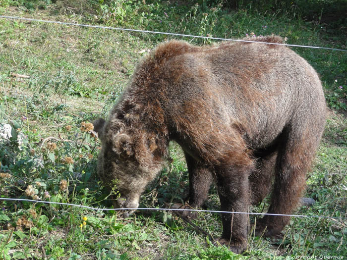 Refuge for Dancing Bears Belitsa / Bulgaria 