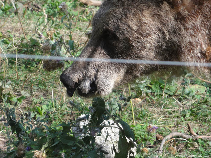 Refuge for Dancing Bears Belitsa / Bulgaria 