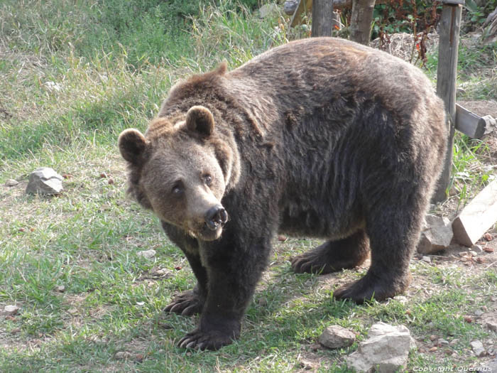 Aziel voor Dansende Beren Belitsa / Bulgarije 