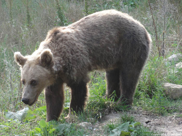 Refuge for Dancing Bears Belitsa / Bulgaria 