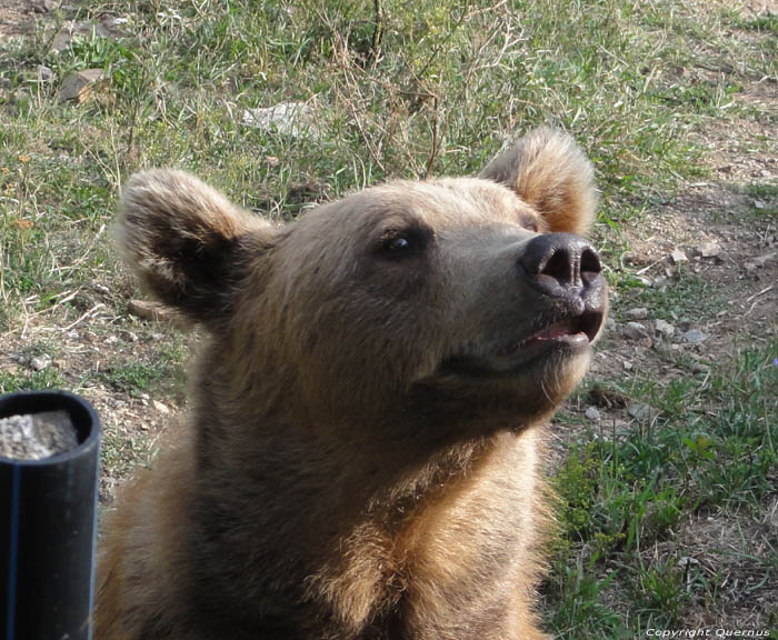 Refuge for Dancing Bears Belitsa / Bulgaria 