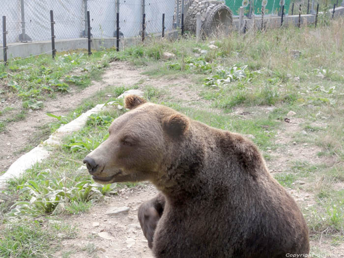 Refuge for Dancing Bears Belitsa / Bulgaria 