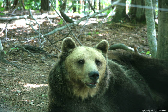 Refuge for Dancing Bears Belitsa / Bulgaria 