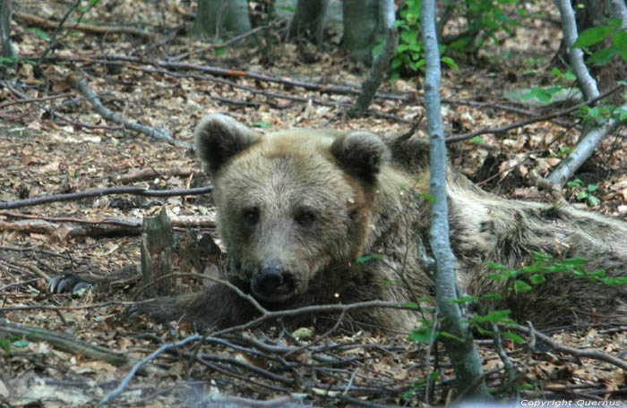 Refuge for Dancing Bears Belitsa / Bulgaria 