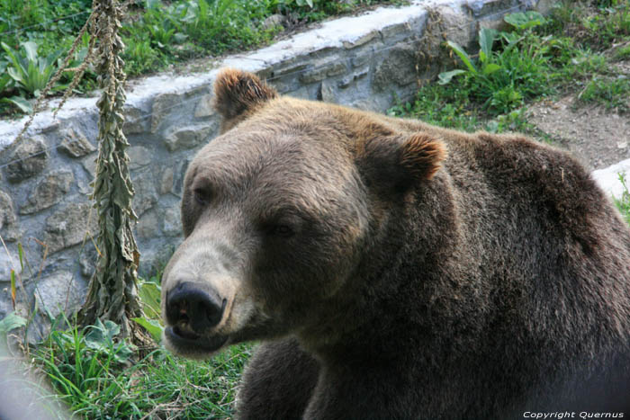 Refuge for Dancing Bears Belitsa / Bulgaria 