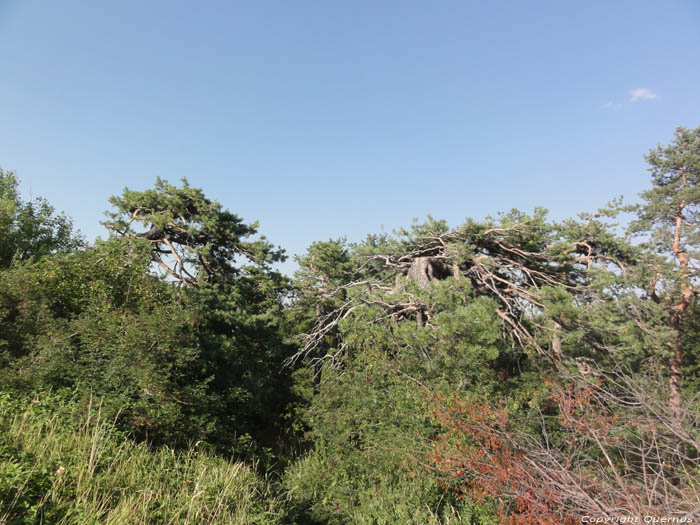 Bomen op Shipka Pass Shipka / Bulgarije 