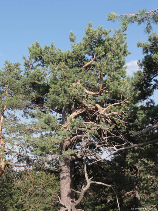 Bomen op Shipka Pass Shipka / Bulgarije 