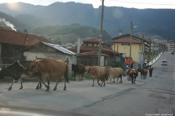 Koeien in de straat Yagodina in BORINO / Bulgarije 