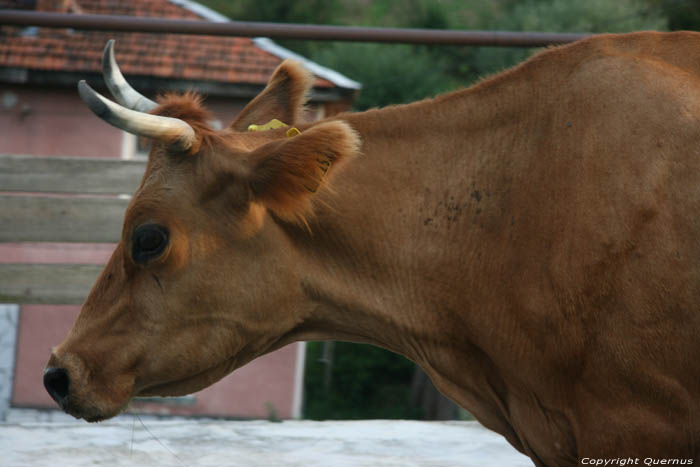 Koeien in de straat Yagodina in BORINO / Bulgarije 