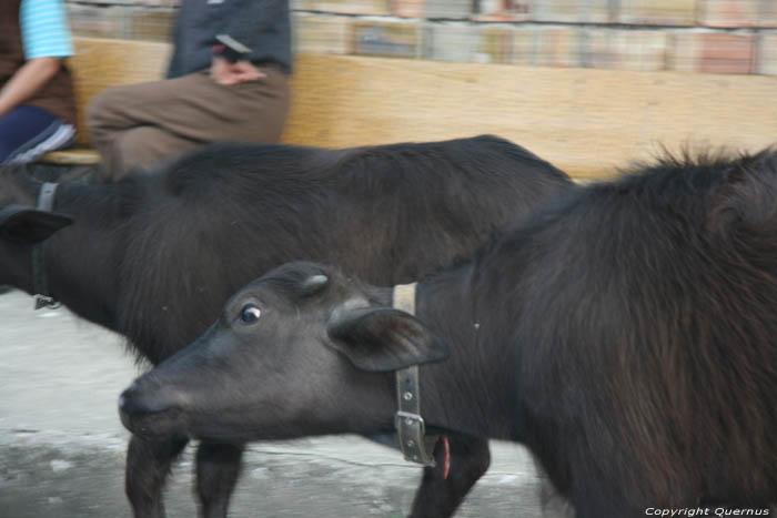 Koeien in de straat Yagodina in BORINO / Bulgarije 