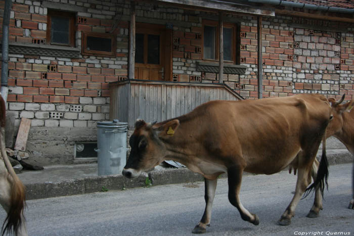 Koeien in de straat Yagodina in BORINO / Bulgarije 