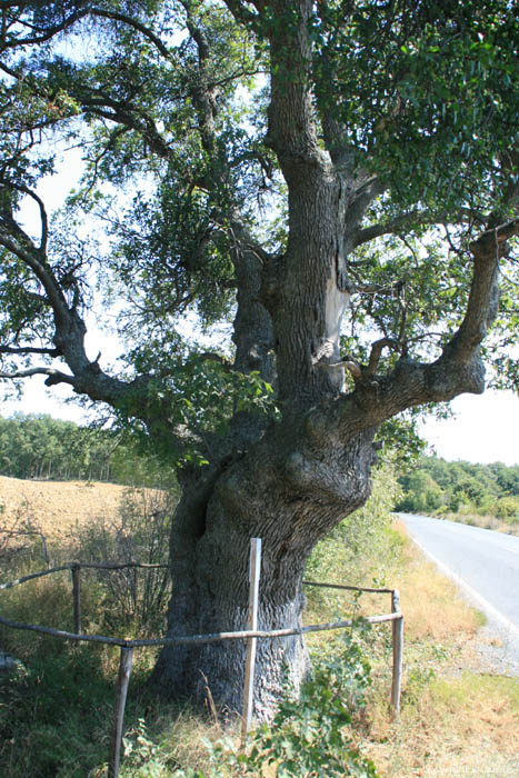 Oak tree 200 years old Letovishte Irakli / Bulgaria 