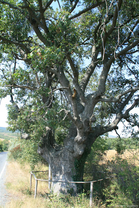 Oak tree 200 years old Letovishte Irakli / Bulgaria 