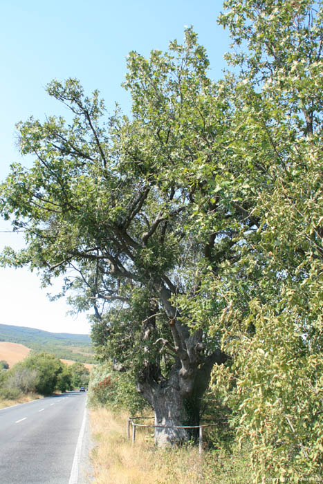 Oak tree 200 years old Letovishte Irakli / Bulgaria 