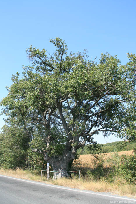 Oak tree 200 years old Letovishte Irakli / Bulgaria 