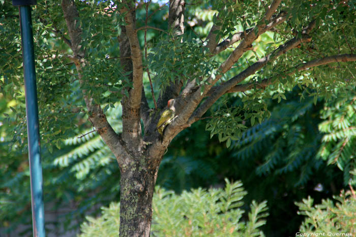 Specht op camping Zora Obzor / Bulgarije 