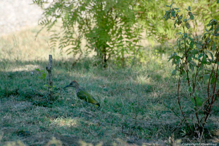 Woodpecker on Zora Cmpaing Obzor / Bulgaria 