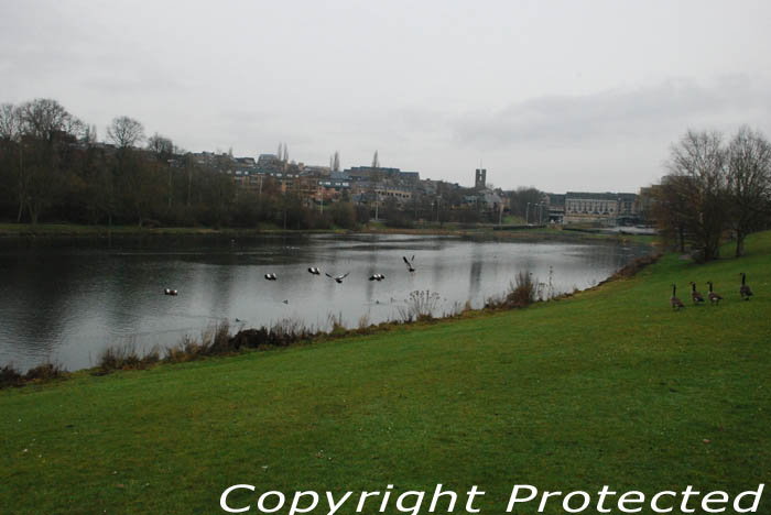 Les oies d'Egypte et les Bernaches au lac de Louvain-la-Neuve LOUVAIN-LA-NEUVE  OTTIGNIES-LOUVAIN-LA-NEUVE / BELGIQUE 