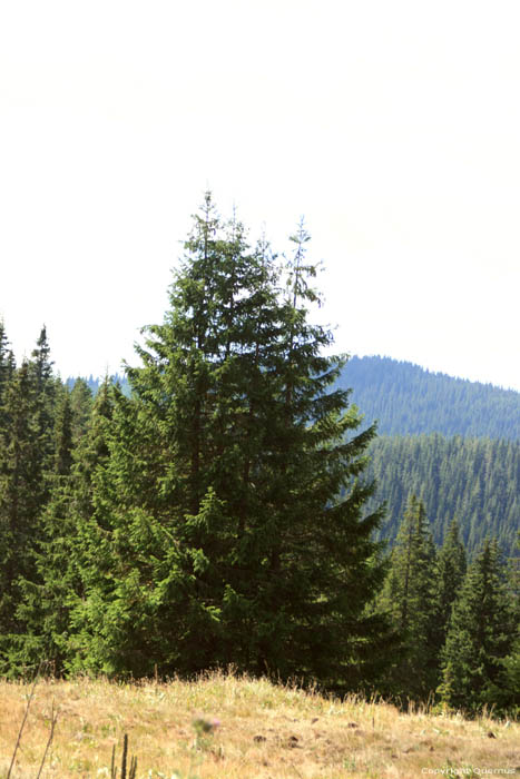 Paysage des Rhodope Montagnes Batak / Bulgarie 