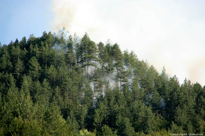 Forrest Fire Shiroka Laka in Shiroka Luka / Bulgaria 