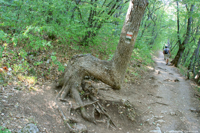 Arbre avec forme trange Batak / Bulgarie 