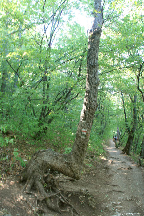 Arbre avec forme trange Batak / Bulgarie 