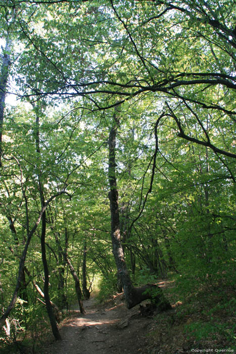 Arbre avec forme trange Batak / Bulgarie 