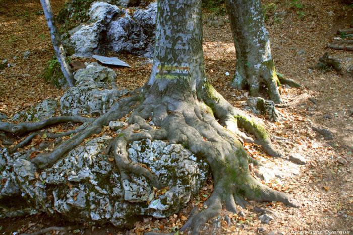 Tree with roots tight to rock Batak / Bulgaria 