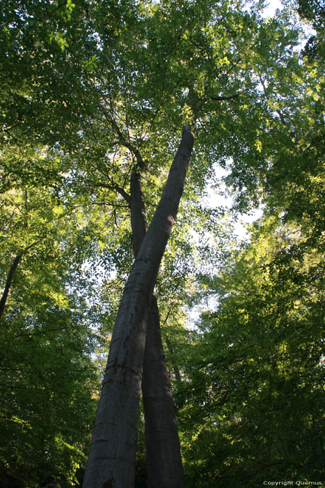 Tree with roots tight to rock Batak / Bulgaria 