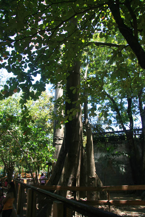 Arbre en zoo Manila / Philippines 