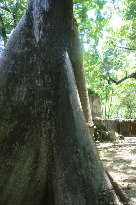 Arbre en zoo Manila / Philippines 