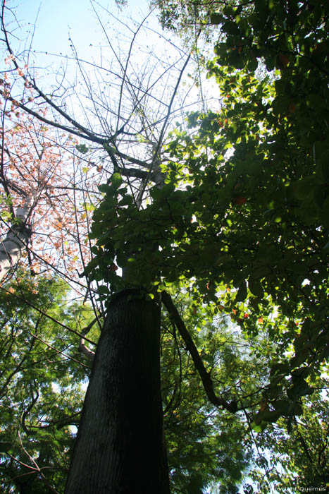 Arbre en zoo Manila / Philippines 